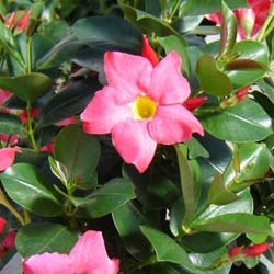 Dipladenia rose